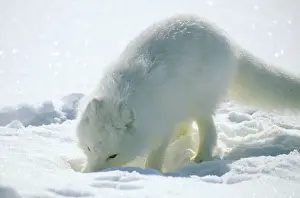 Lemmings: Arctic Fox searches for food, sniffing lemmings