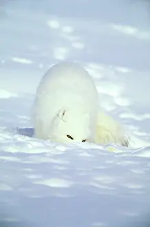 Lemmings: Arctic Fox searches for food, sniffing lemmings