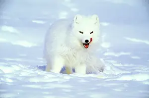 Lemmings: Arctic Fox searches for food, sniffing lemmings
