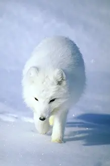 Kara: Arctic Fox searches for food, trotting along on