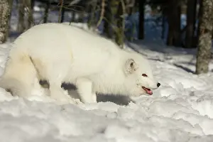 Ranua: Arctic Fox searching for food in winter snow Ranua