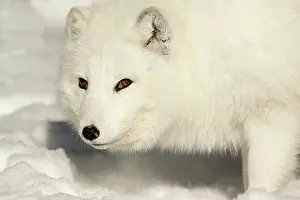 Ranua: Arctic Fox searching for food in winter snow Ranua