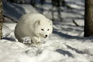 Ranua: Arctic Fox searching for food in winter snow Ranua