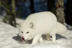 Ranua: Arctic Fox searching for food in winter snow Ranua