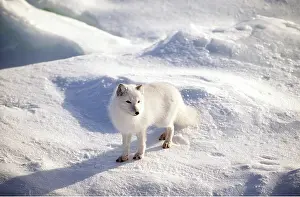 Shadows: ARCTIC FOX - in snow