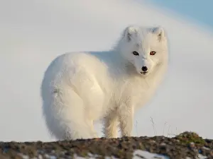 Polar Region: Arctic fox in snow during winter at Gronfjorden in
