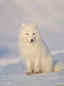 Polar Region: Arctic fox in snow during winter at Gronfjorden in