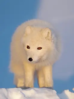 Polar Region: Arctic fox in snow during winter at Gronfjorden in