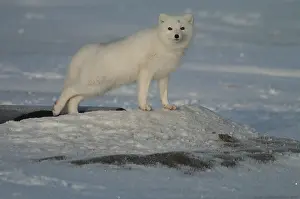 Pelt: Arctic Fox standing in the snow - Arctic Fox standing