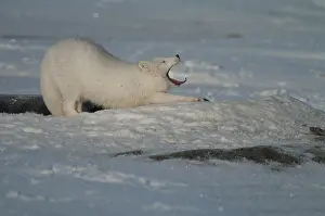 Pelt: Arctic Fox stretching in the snow - Arctic Fox stretching