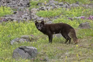 Coat: Arctic Fox summer