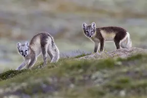190219: Arctic Fox (Vulpes lagopus) cubs stretching on