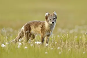 Dangerous: Arctic Fox, Vulpes lagopus, cute animal portrait in the nature habitat