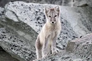 Dovrefjell: Arctic fox (Vulpes lagopus), Dovrefjell-Sunndalsfjella