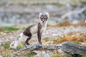 Dovrefjell: Arctic fox (Vulpes lagopus), Dovrefjell-Sunndalsfjella