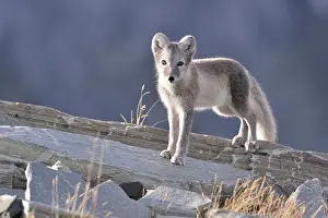 Sunndalsfjella: Arctic fox (Vulpes lagopus), kitten standing on