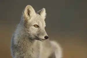 Dovrefjell: Arctic Fox (Vulpes lagopus) looking towards the