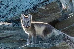 Dovrefjell: Arctic fox (Vulpes lagopus) with meat in its mouth