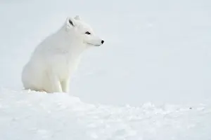 Colds: Arctic fox (Vulpes lagopus) observation at entrance