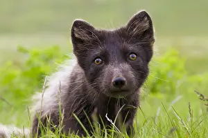 Morph: Arctic Fox (Vulpes lagopus) portrait