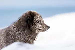 Morph: Arctic fox (Vulpes lagopus), portrait