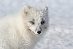 Alopex: Arctic Fox (Vulpes lagopus) portrait, Svalbard