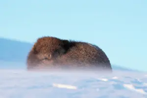 Morph: Arctic fox (Vulpes lagopus) resting in a blizzard