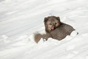 Morph: Arctic fox (Vulpes lagopus) resting in the snow