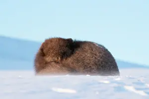 Morph: Arctic fox (Vulpes lagopus) resting in the snow