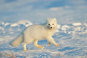 Wapusk: Arctic fox (Vulpes lagopus) running in the snow