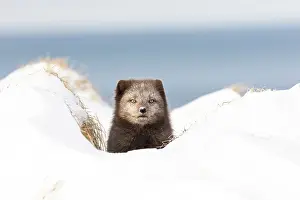 Morph: Arctic fox (Vulpes lagopus), searching for food in the snow