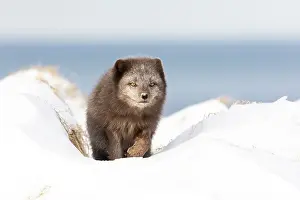 Morph: Arctic fox (Vulpes lagopus), searching for food in the snow