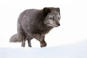 Morph: Arctic fox (Vulpes lagopus), searching for food in the snow