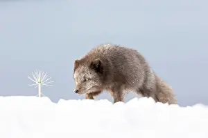 Morph: Arctic fox (Vulpes lagopus), searching for food in the snow