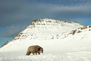 Morph: Arctic fox (Vulpes lagopus), searching for food in the snow