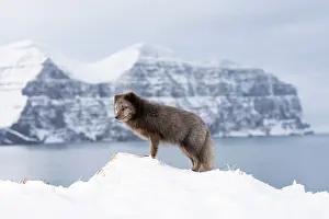 Morph: Arctic fox (Vulpes lagopus), searching for food in the snow