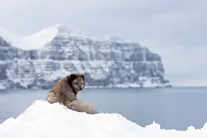 Morph: Arctic fox (Vulpes lagopus), searching for food in the snow