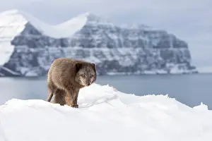 Morph: Arctic fox (Vulpes lagopus), searching for food in the snow