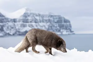 Morph: Arctic fox (Vulpes lagopus), searching for food in the snow