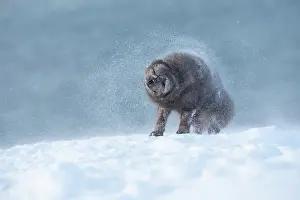 Morph: Arctic fox (Vulpes lagopus) shaking snow off