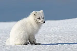 Alopex: Arctic Fox (Vulpes lagopus) sitting in the snow