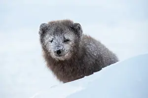 Morph: Arctic fox (Vulpes lagopus) sitting in the snow