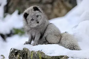 Alopex: Arctic fox (Vulpes lagopus) sitting in snow, captive