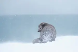 Morph: Arctic fox (Vulpes lagopus) sitting in a snowstorm
