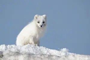 Alopex: Arctic fox (Vulpes lagopus) in the snow, Svalba