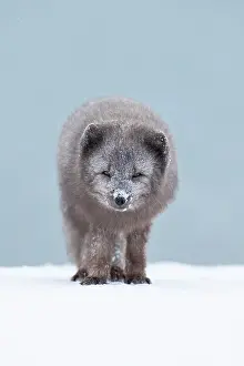 Morph: Arctic fox (Vulpes lagopus) standing in the snow