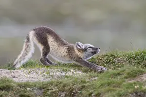 190219: Arctic Fox (Vulpes lagopus) stretching on the t