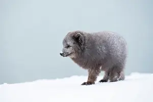Morph: Arctic fox (Vulpes lagopus) walking through the snow