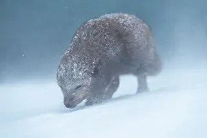 Morph: Arctic fox (Vulpes lagopus) walking through a snowstorm