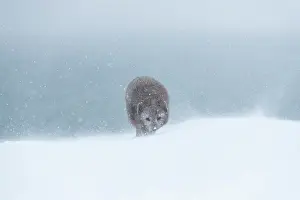 Morph: Arctic fox (Vulpes lagopus) walking through a snowstorm